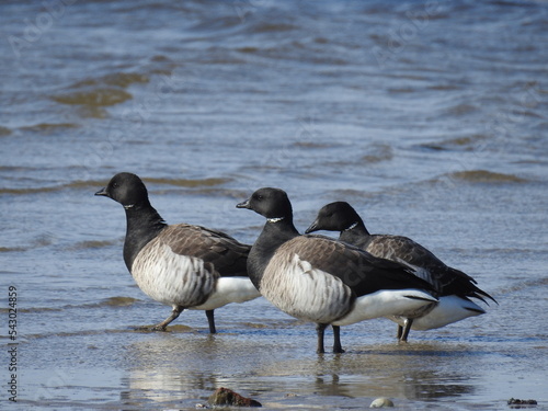 Atlantic Brant Geese enjoying a sunny winters day at the Sandy Hook, Gateway National Recreation Area, in Monmouth county, New Jersey.  photo