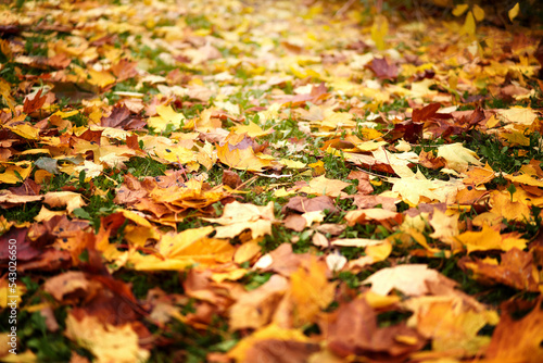 Autumn scene for your product layout. Natural background .Fallen maple foliage is golden in color with selective focus.