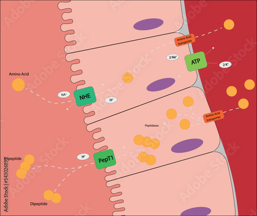 Protein absorption in the small intestine. Diagram of the absorptian metabolism for amino acids.