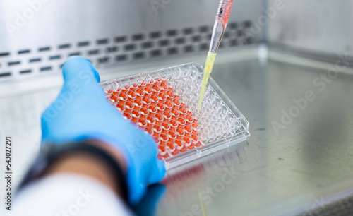 cell culture at the laboratory photo