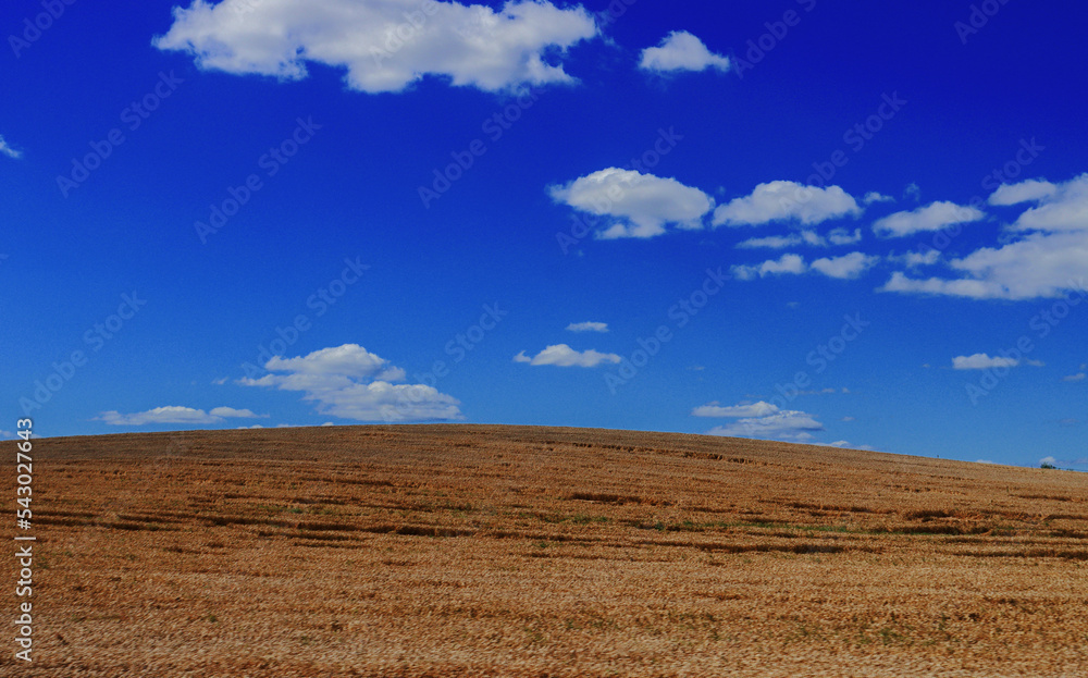 Fototapeta premium A yellow field of harvested wheat against a bright blue sky with a cloud.