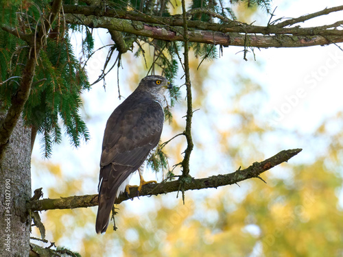 Northern goshawk (Accipiter gentilis)