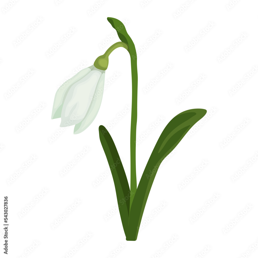 Earlier spring plant, snowdrop flower.Vector graphics. Earlier spring plant, snowdrop flower.Vector graphics.