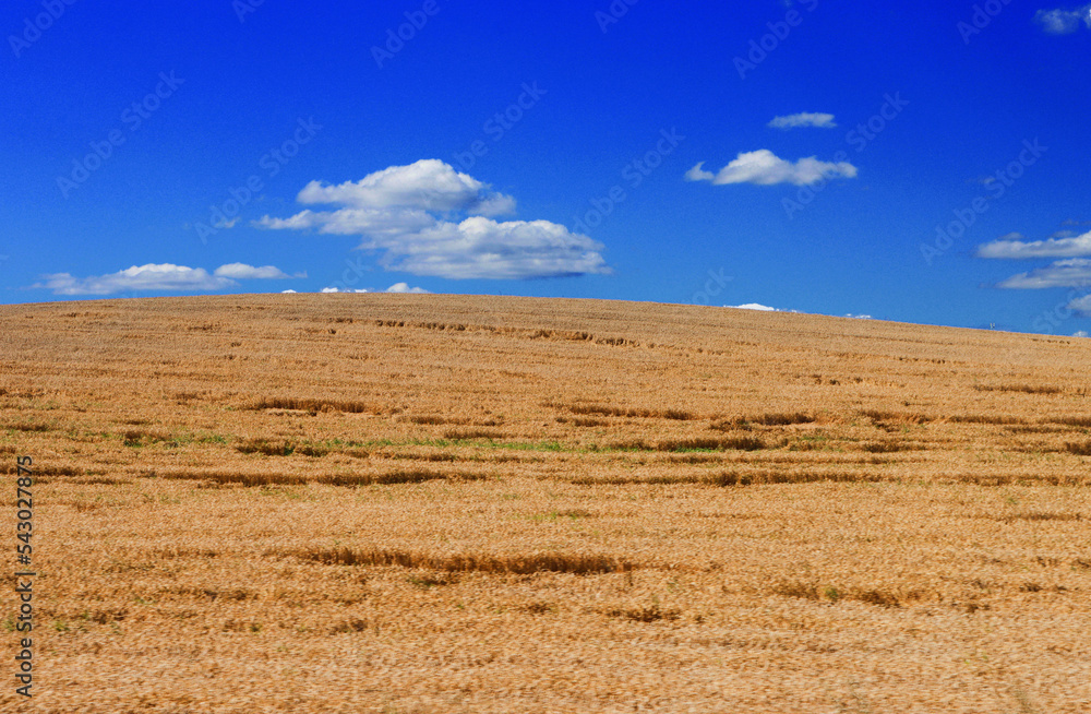 Unplowed cereal field and blue sky background.