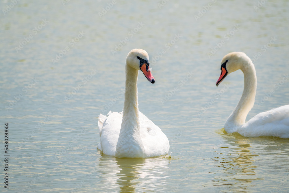 Obraz premium Two Graceful white Swans swimming in the lake, swans in the wild