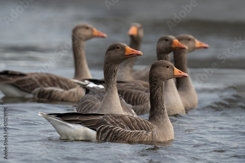 Fototapeta Gaggle of greylag geese swimming on the Norfolk Broads