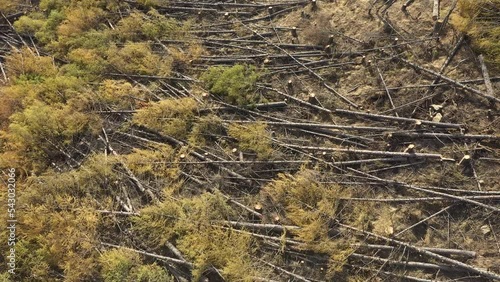 Glade with the cut wood and stubs.