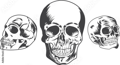Skull Vector illustration graphic set (ID: 543033075)