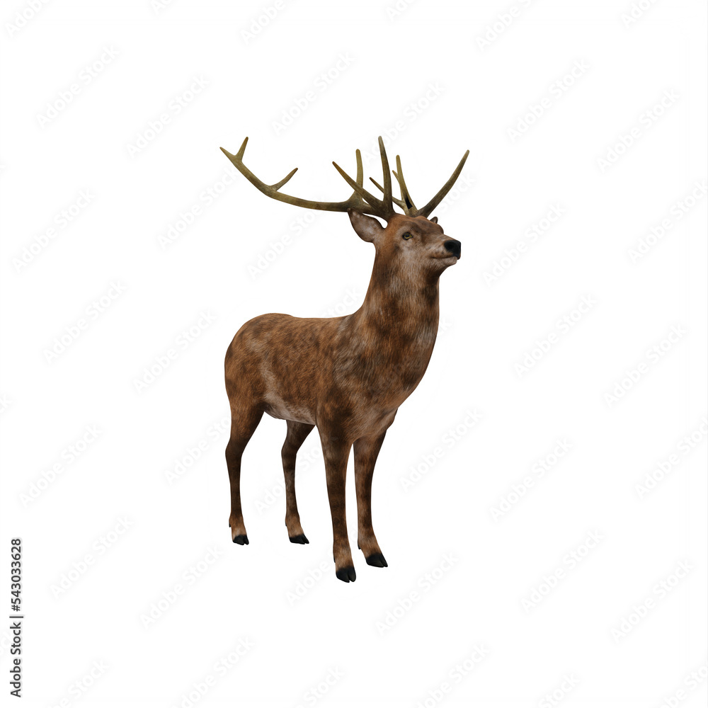 Obraz premium Deer stag isolated