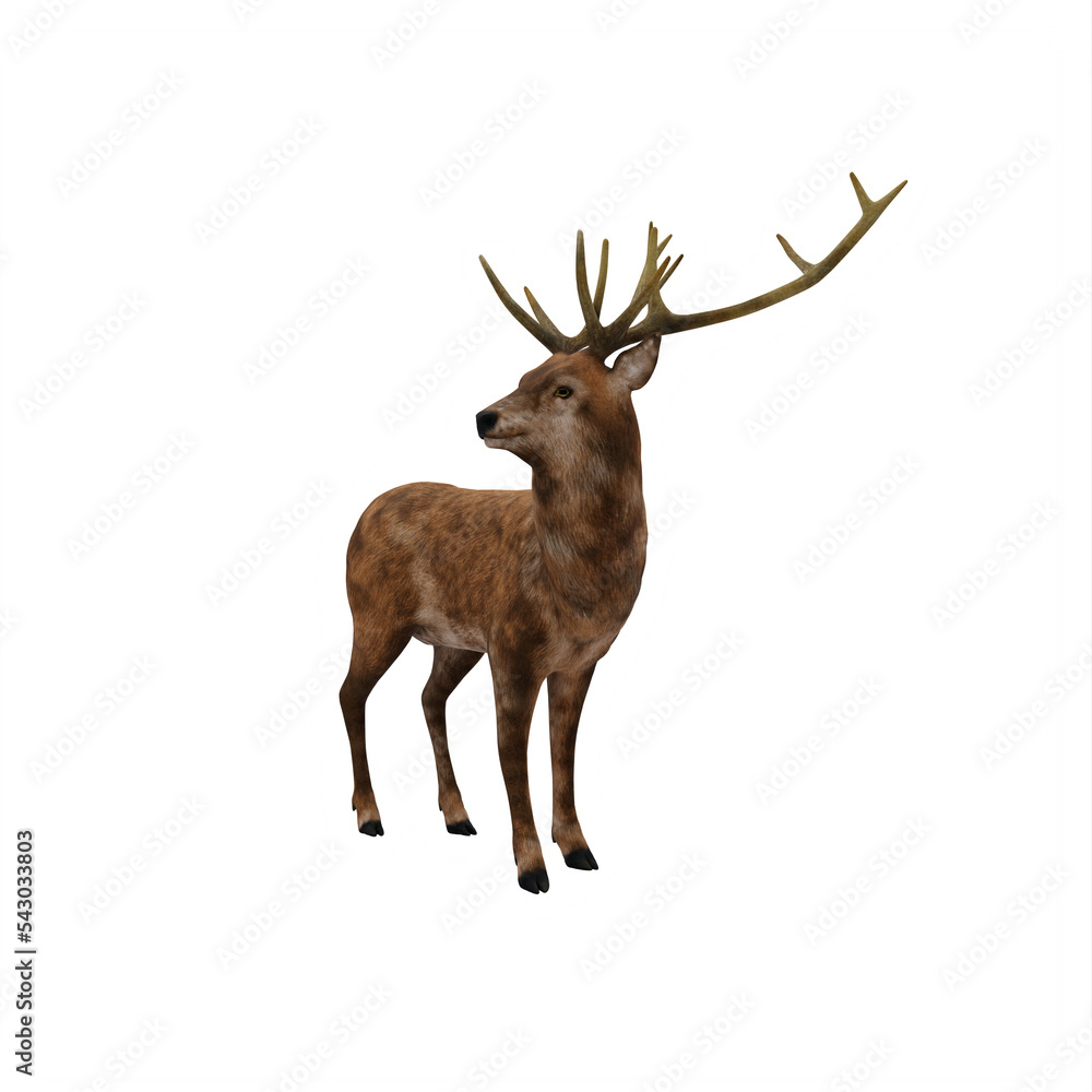 Obraz premium Deer stag isolated