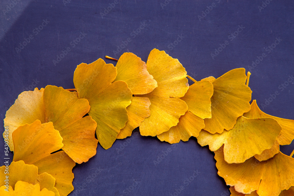 Composition of ginkgo leaves on the table. Autumn floristry from ginkgo leaves. The concept of nature, floristry, medicine and design.