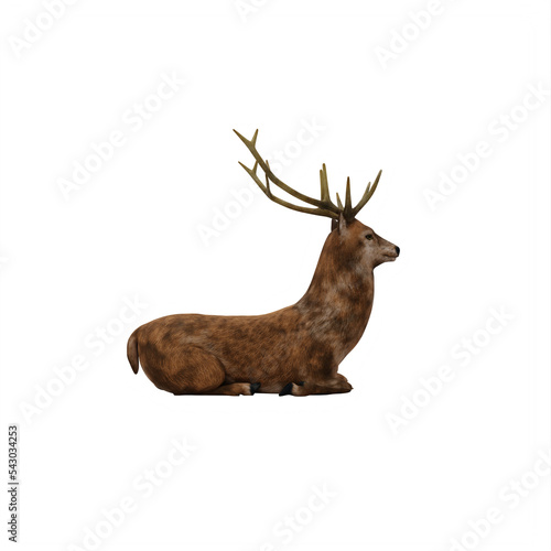 Deer stag isolated © onay