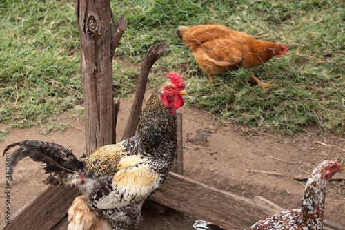 Rooster and hens sharing a homemade chicken coop in the countryside of Brazil - Galo e galinhas dividindo um galinheiro photo