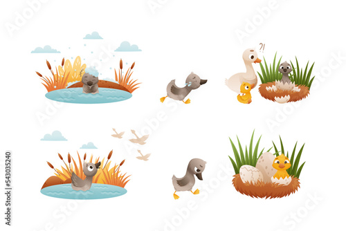 Ugly duckling fairy tale scenes set. Lonely little duckling swimming in pond cartoon vector illustration