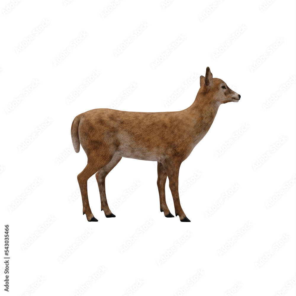 Doe isolated Doe isolated