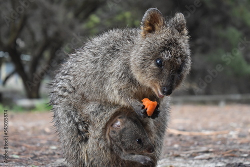 Quakka Australian rottnest island with baby