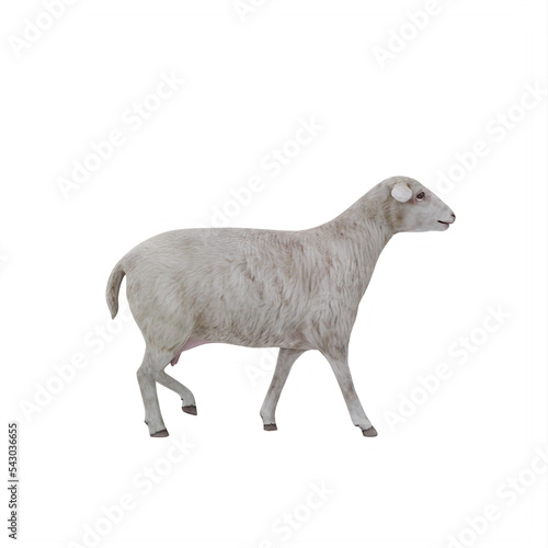 Photo Sheep isolated