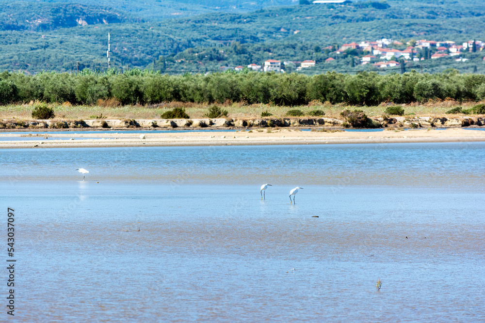 Herons wading in the shallow water of gialova lagoon looking for something to eat