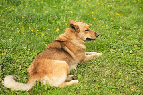 Orange dog lies on the green grass. © Anna