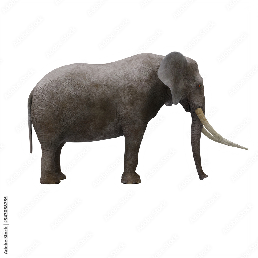 Obraz premium elephant isolated on white