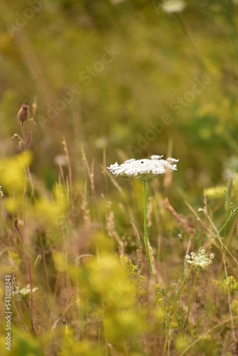 Garten Blume