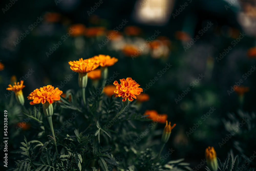 Ringelblume Ringelblume