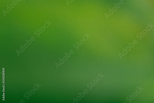 greeen abstract background for ad or web design macros of plant leaf photo