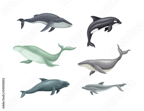 Sea mammal animals set. Whale, killer whale, dolphin marine inhabitants vector illustration