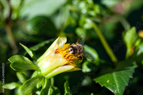 Close-up of a striped bee-eater collecting nectar from a small yellow flower.