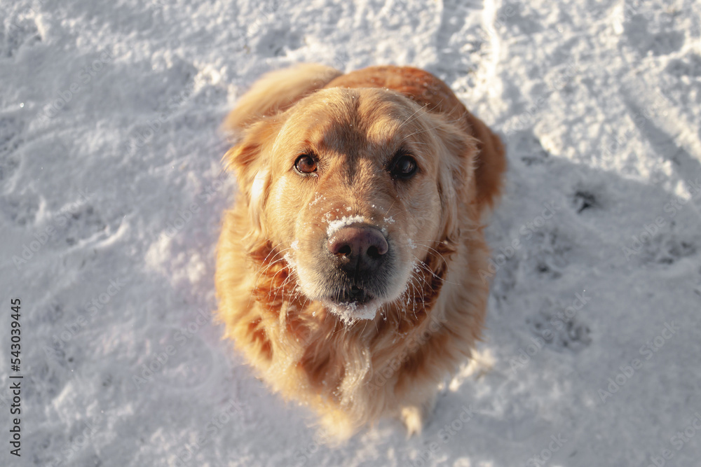 A golden retriever is sitting in the snow and looking at the camera in the sunlight