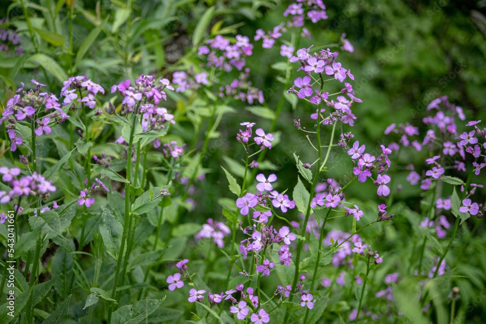 Magic meadow in nature with flowers Magic meadow in nature with flowers