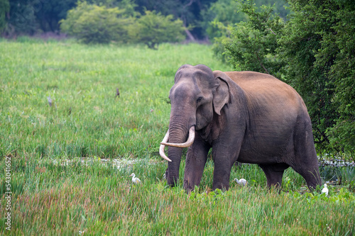 Asian tusker elephant or elephas maximus in wild jungle photo