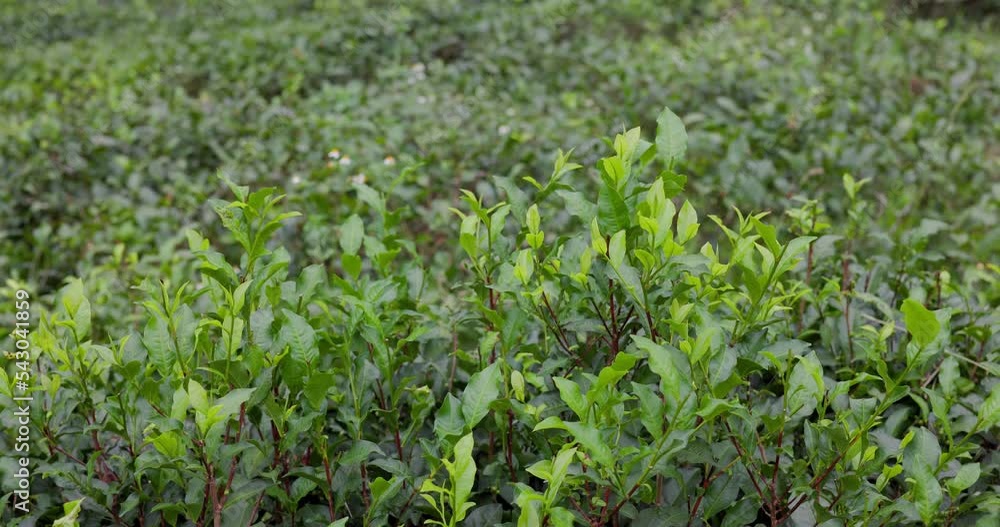 Green leave on the tea tree in the field Green leave on the tea tree in the field