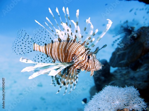 lionfish of red sea egypt photo