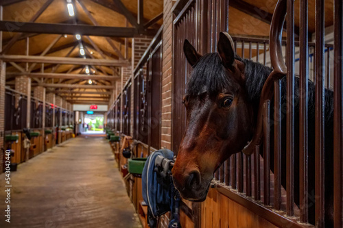 Beautiful horse portrait in warm light in stable