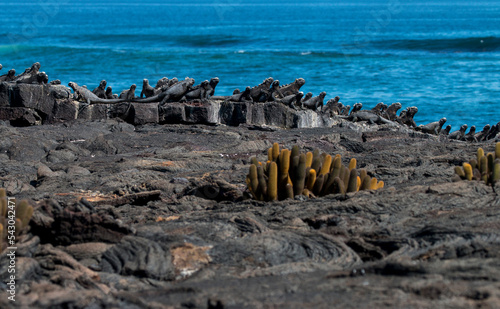 lava cacti and a group of marine iguanas, Fernandina, Galapagos photo