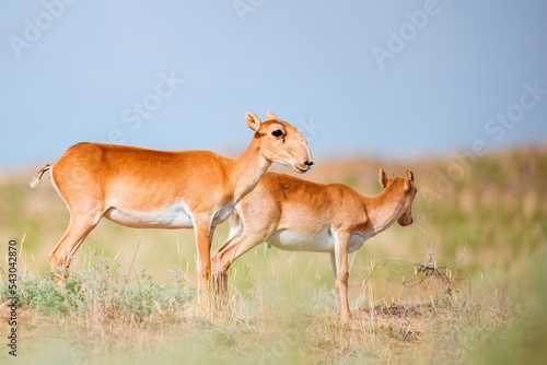 Young saiga antelope or Saiga tatarica walks in steppe photo