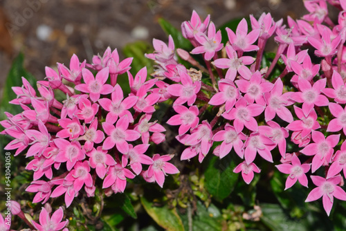 Pink Egyptian starcluster (Pentas lanceolata) flowers blooming in a garden bed. African flowering plant in the Madder family Rubiaceae.	 photo