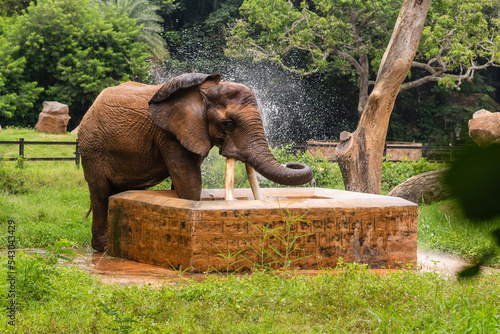 Photography A male Indian Asian elephant is enjoying bathing and spraying itself with water