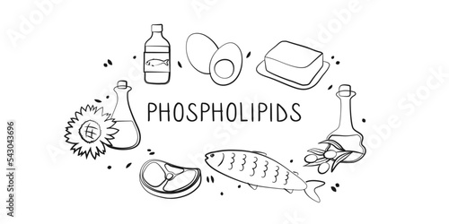 Phospholipids-containing food. Groups of healthy products containing vitamins and minerals. Set of fruits, vegetables, meats, fish and dairy