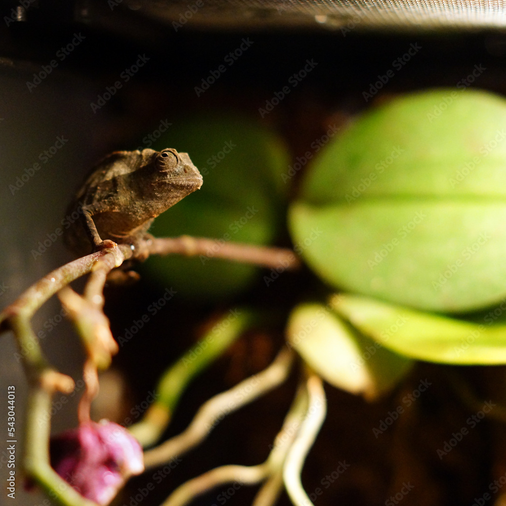 Kameleon pigmejski, jeden z najmniejszych kameleonów świata. Terrarium z naturalnymi roślinami dla gada.   - obrazy, fototapety, plakaty 