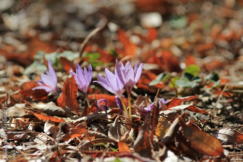 Purple Crocus pallasii flowers among fallen leaves in the park in autumn
 photo