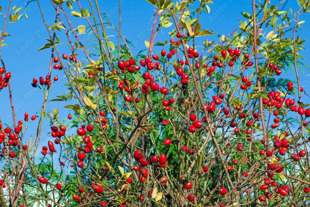 Wild rose shrub in autumn after falling flower petals with red seeds against the background of