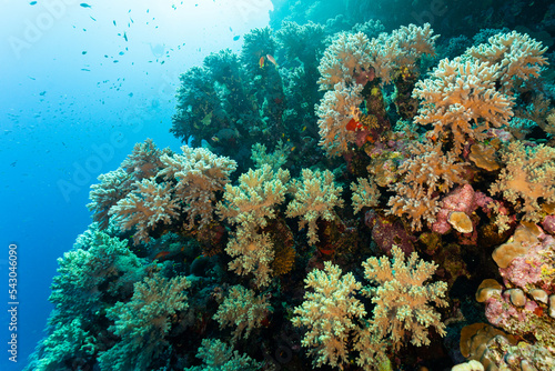 Fototapeta Naklejka Na Ścianę i Meble -  coral reef and coral
