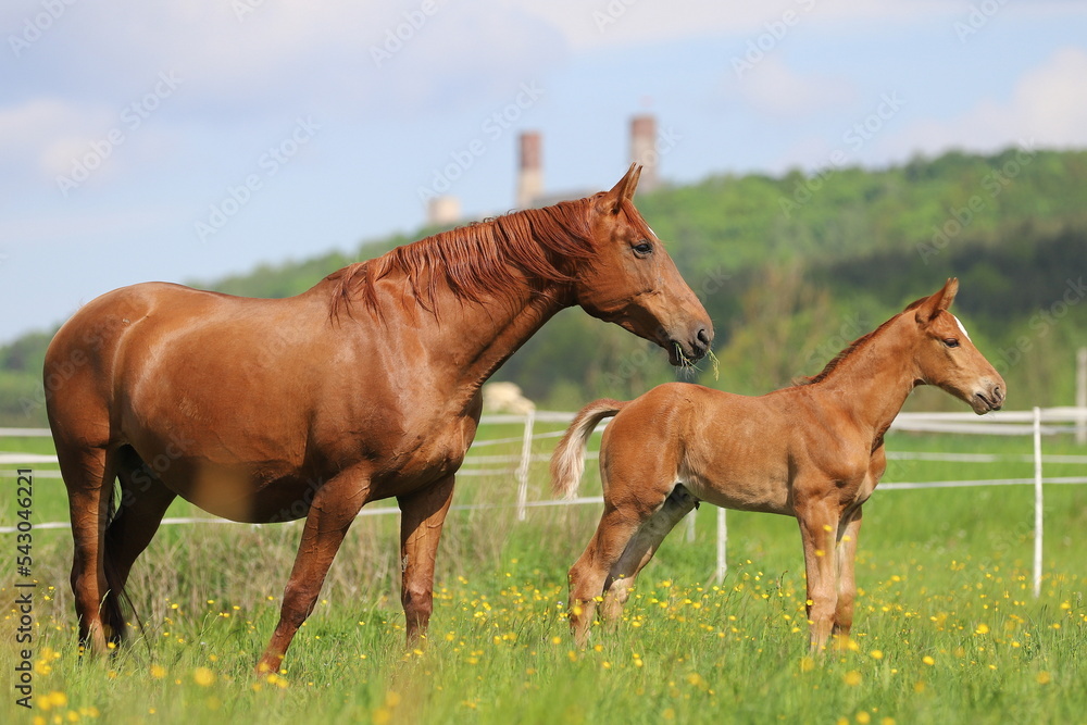 the chestnut foal and the mother stare at something against the blue sky with white clouds and the castle with towers