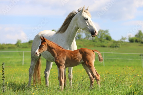 beautiful chestnut foal with white blaze against the background of a gray mare on green meadow