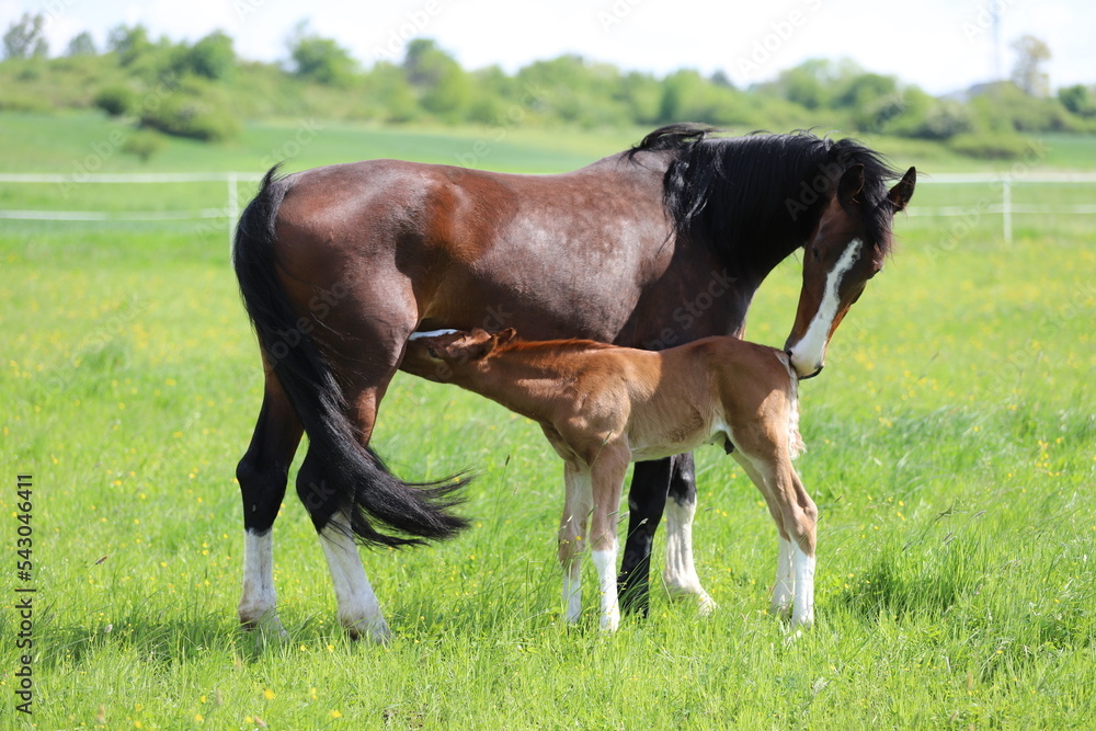 beautiful chestnut foal with blaze drinking milk from a bay mare on the background of a green meadow beautiful chestnut foal with blaze drinking milk from a bay mare on the background of a green meadow