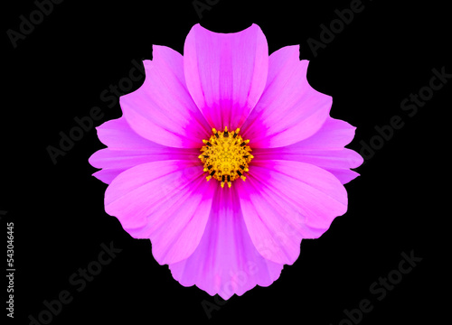 Cosmos Flower 