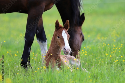 a beautiful chestnut foal and a bay mare guarding it lying on the background of a green meadow