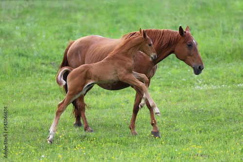 a sweet foal jumping next to a chestnut mare against the backdrop of a green meadow